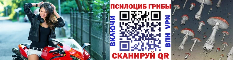 Псилоцибиновые грибы Psilocybe  купить наркоту  Гусь-Хрустальный 